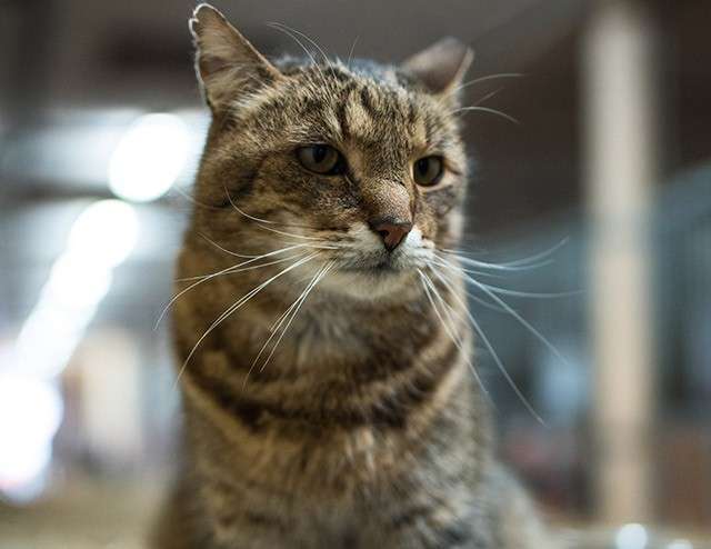Cat