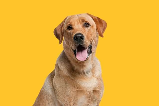 Perro labrador retriever jadeando y gato pelirrojo sentado frente a fondo amarillo