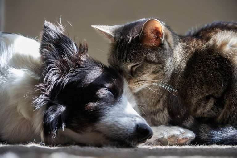 Dog and Cat at peace and sleeping together