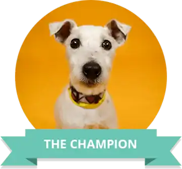 Adorable white dog with a yellow collar, looking directly at the camera.