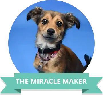 Dog looking at camera with a friendly expression, wearing a collar.