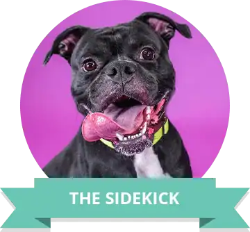 Adorable black dog with pink tongue sticking out, set against a vibrant purple background.