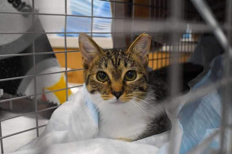 Gato durante el Spay Day en Peggy Adams Animal Rescue