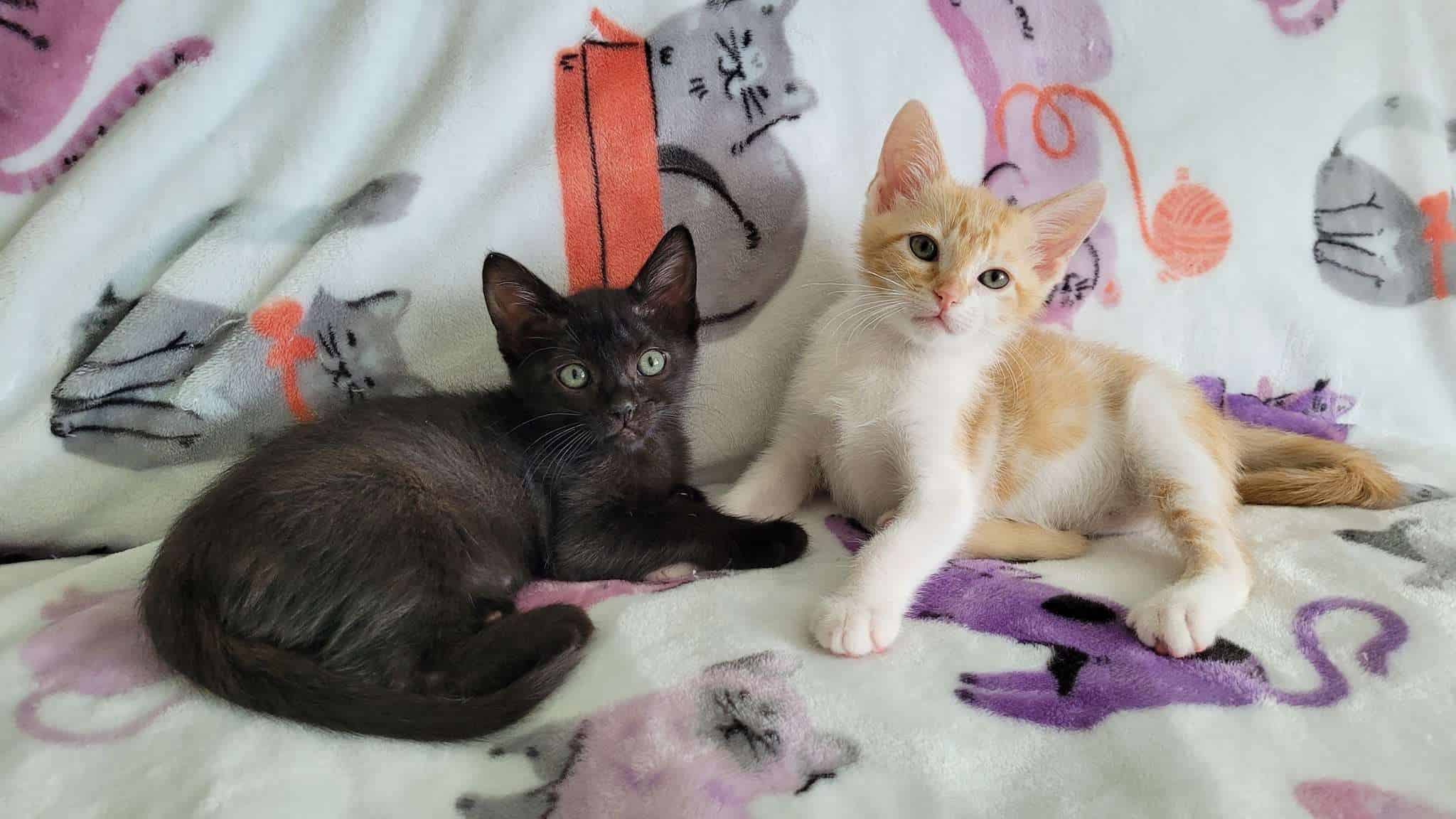 Two kittens on a blanket