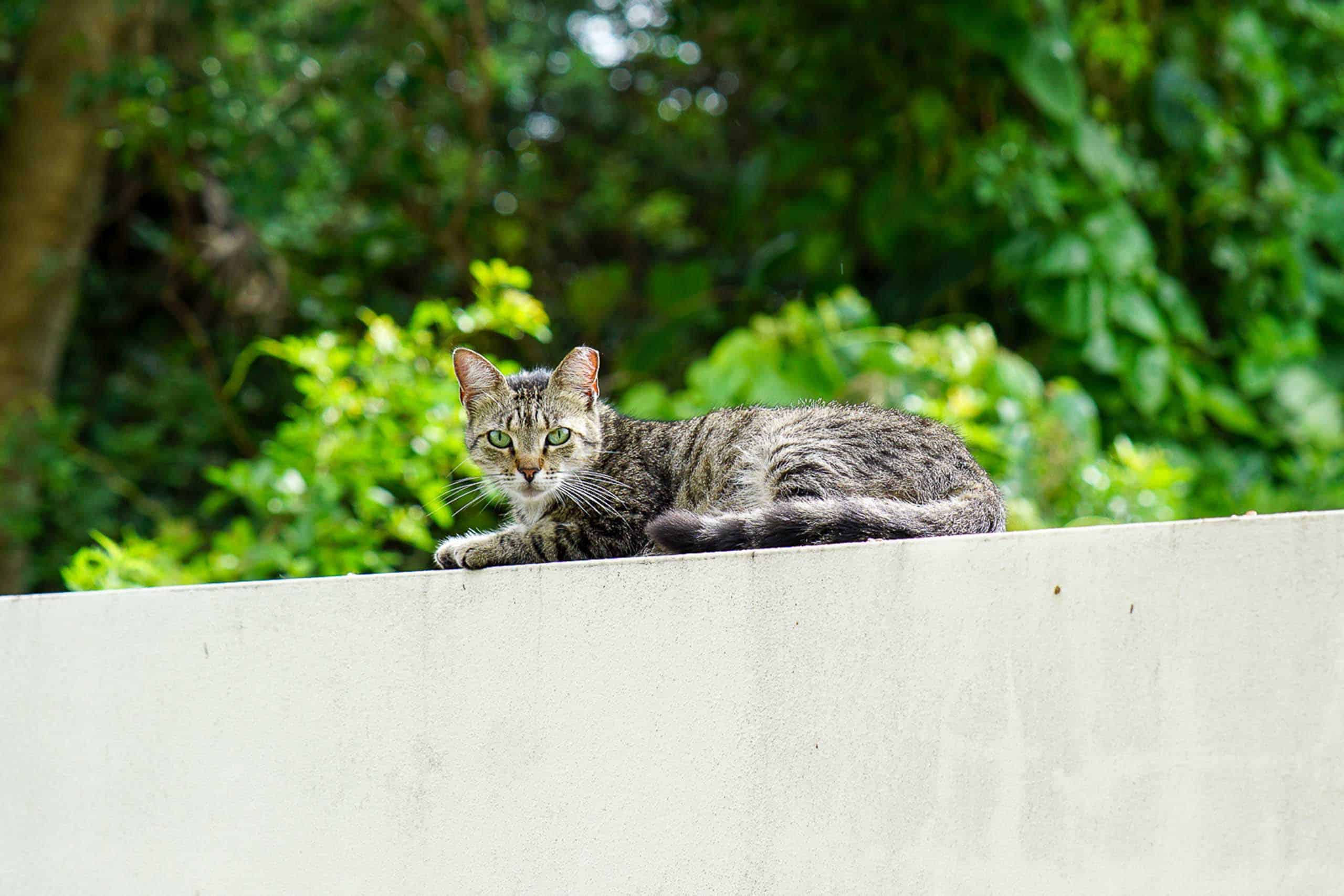 Cat out in nature
