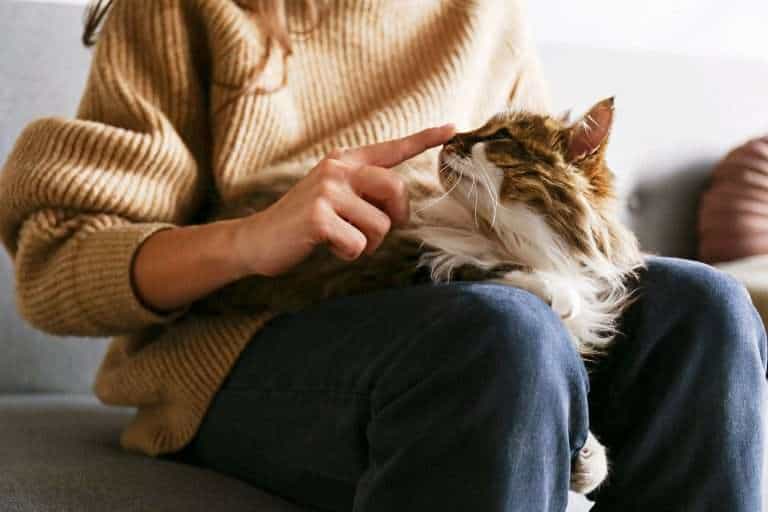 Retrato de lindo gato doméstico de ojos verdes tumbado con su dueño en casa