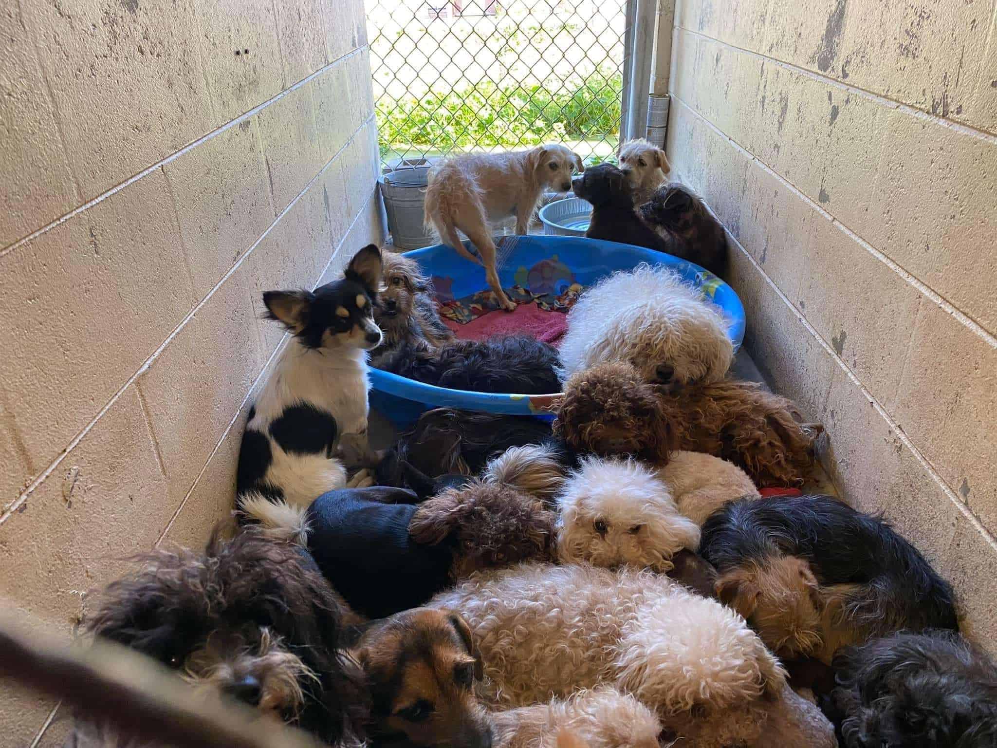 Grupo de cachorros en un refugio con una pequeña piscina y cachorros juguetones.