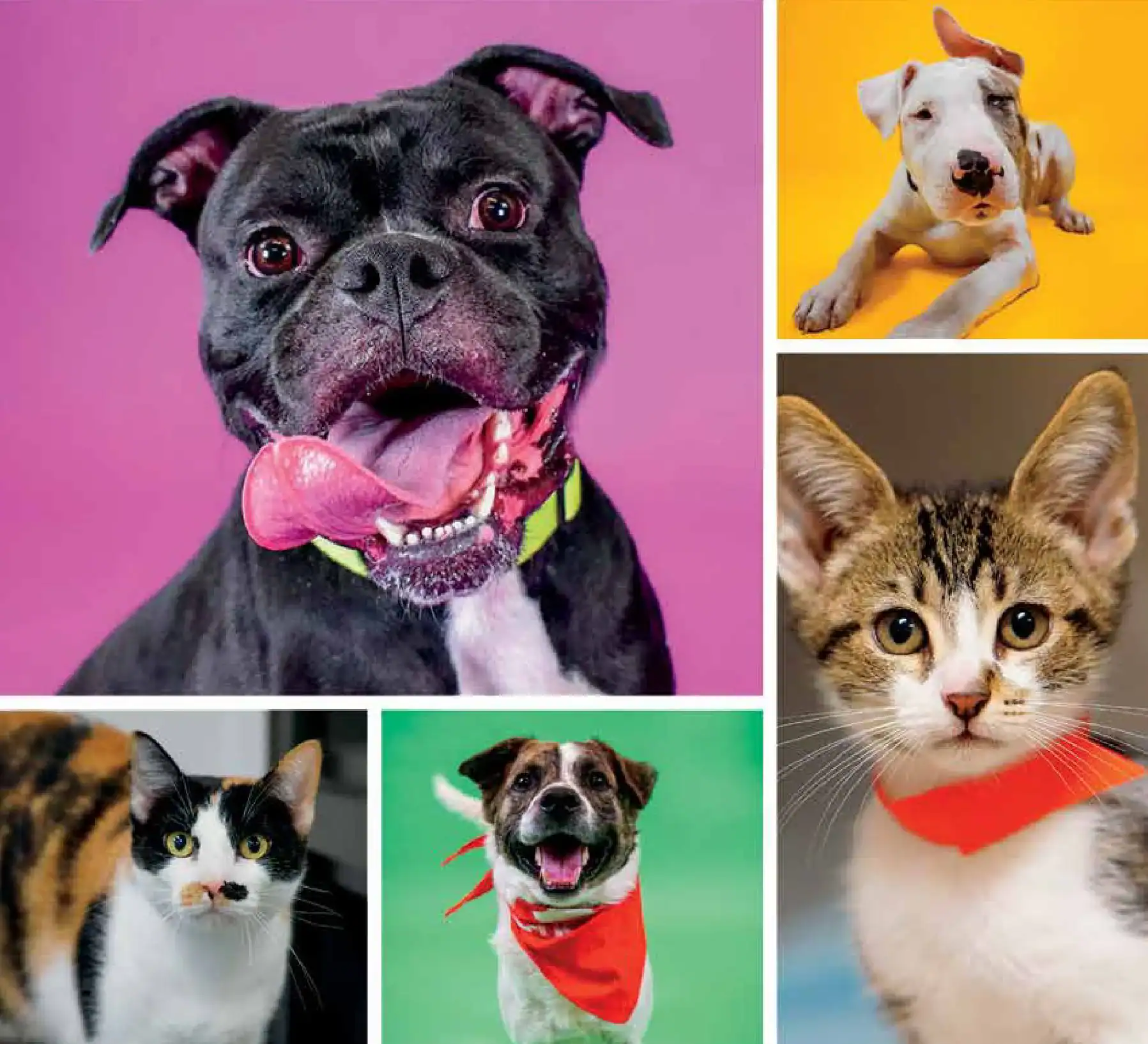 Adopt adorable dogs and cats at Peggy Adams Animal Rescue, dedicated to saving and caring for homele.