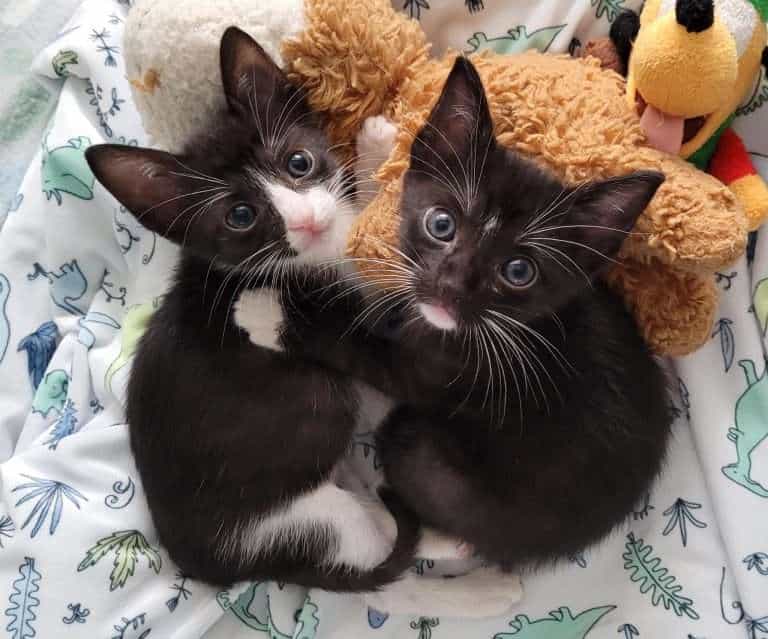 Adorables gatitos blancos y negros acurrucándose con juguetes de peluche, perfectos para amantes de las mascotas y rescate de animales.