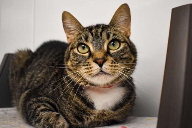 Friendly tabby cat lying down at Peggy Adams Animal Shelter, looking curious.