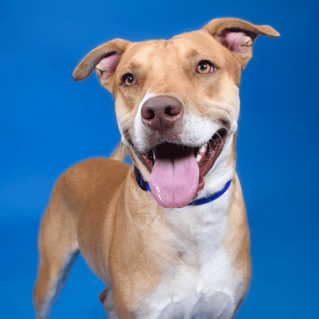 Perro marrón feliz con collar azul sonriendo contra un fondo azul.