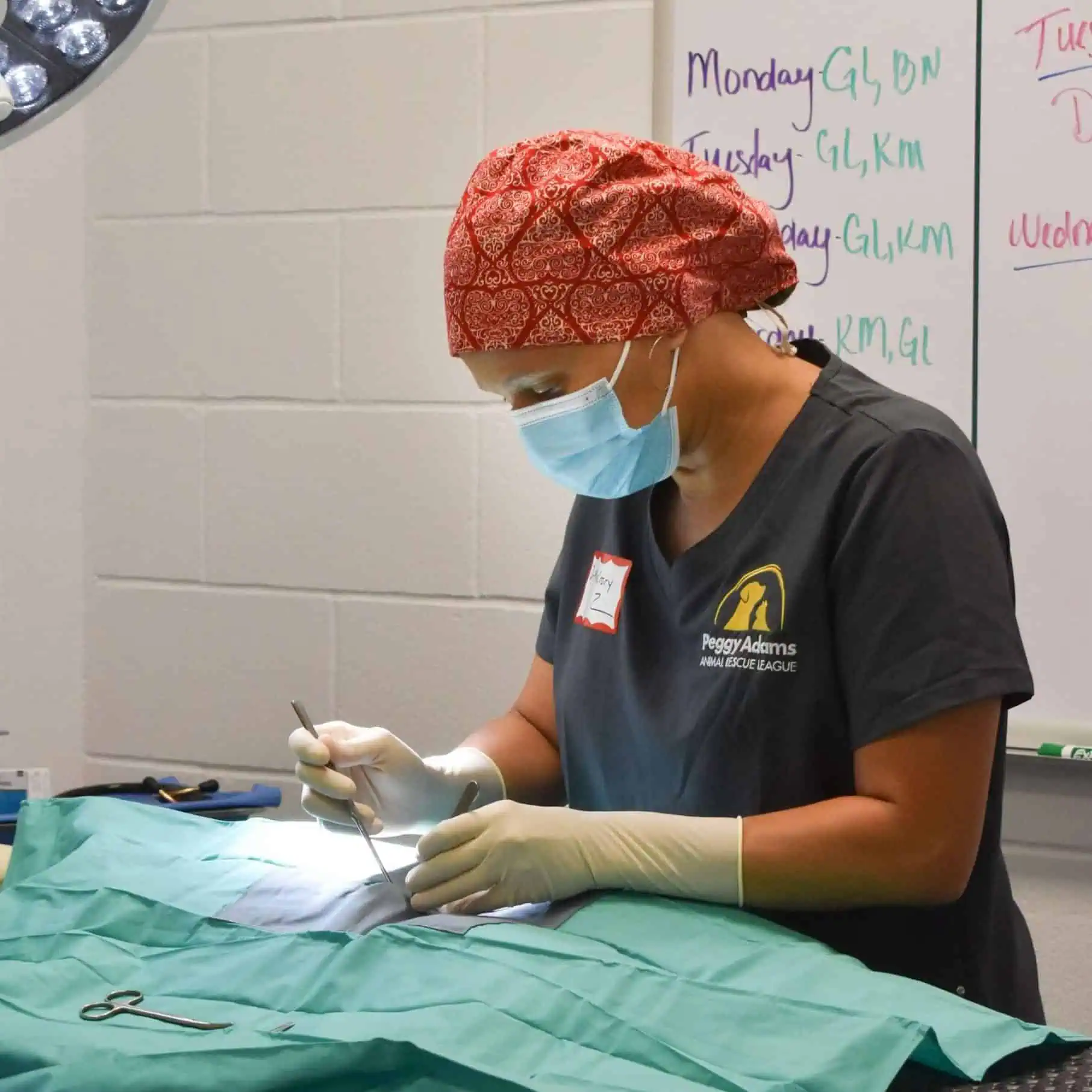 Veterinario realizando una cirugía en Peggy Adams Animal Rescue con concentración y cuidado.