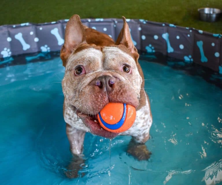 Perro jugando a buscar la pelota en una pequeña piscina de patio trasero.