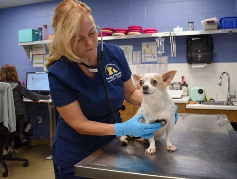 Veterinarian examining a small dog on an examination table.