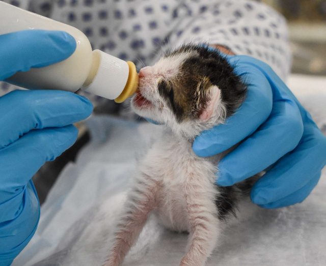 Adorable gatito recibiendo cuidados en Peggy Adams Animal Rescue.