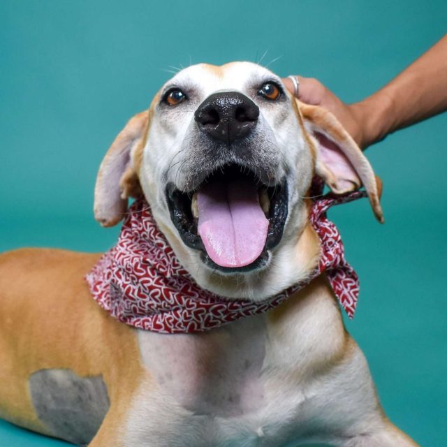 Dog smiling with a red patterned bandana around its neck.