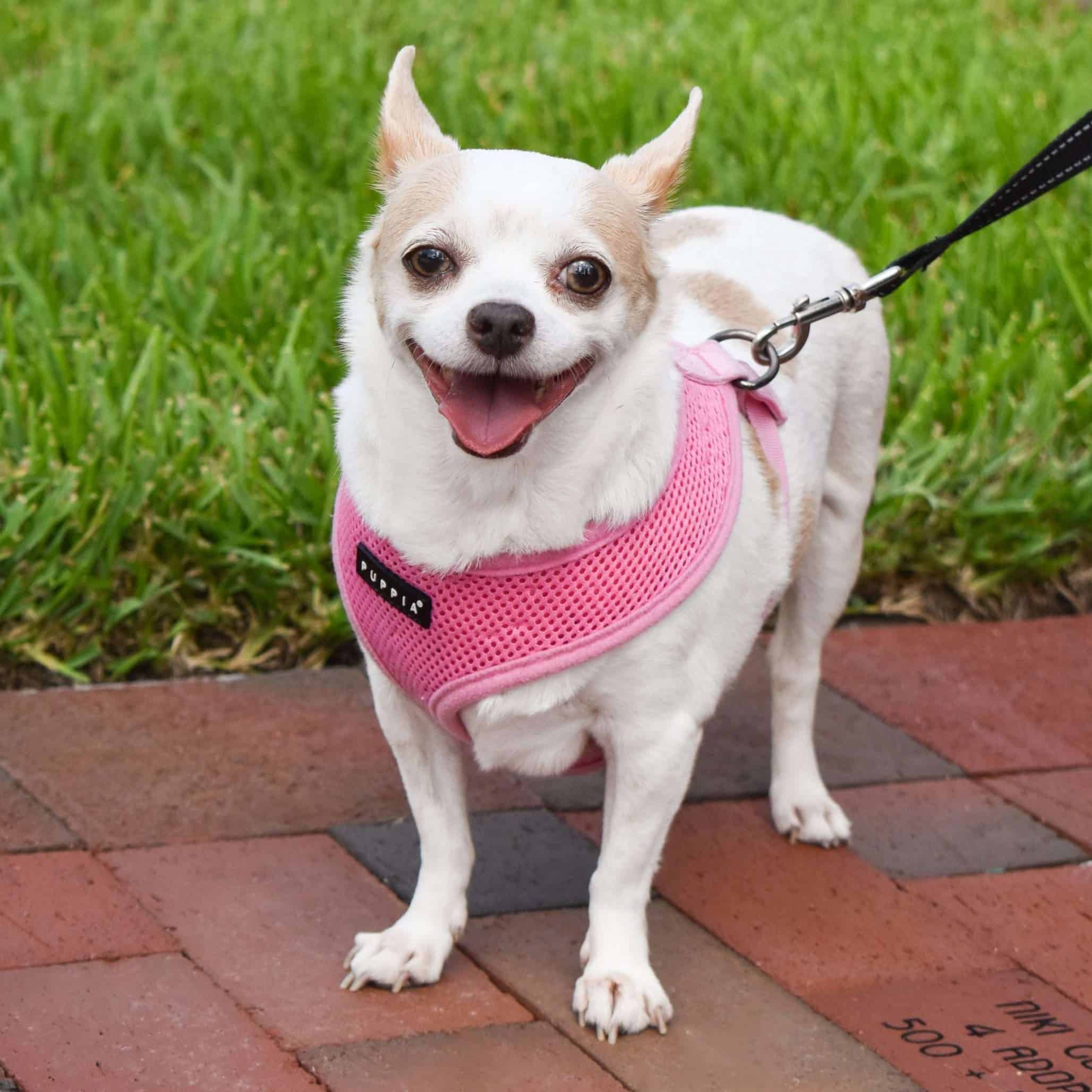 Small Chihuahua wearing pink harness on a walk outside.