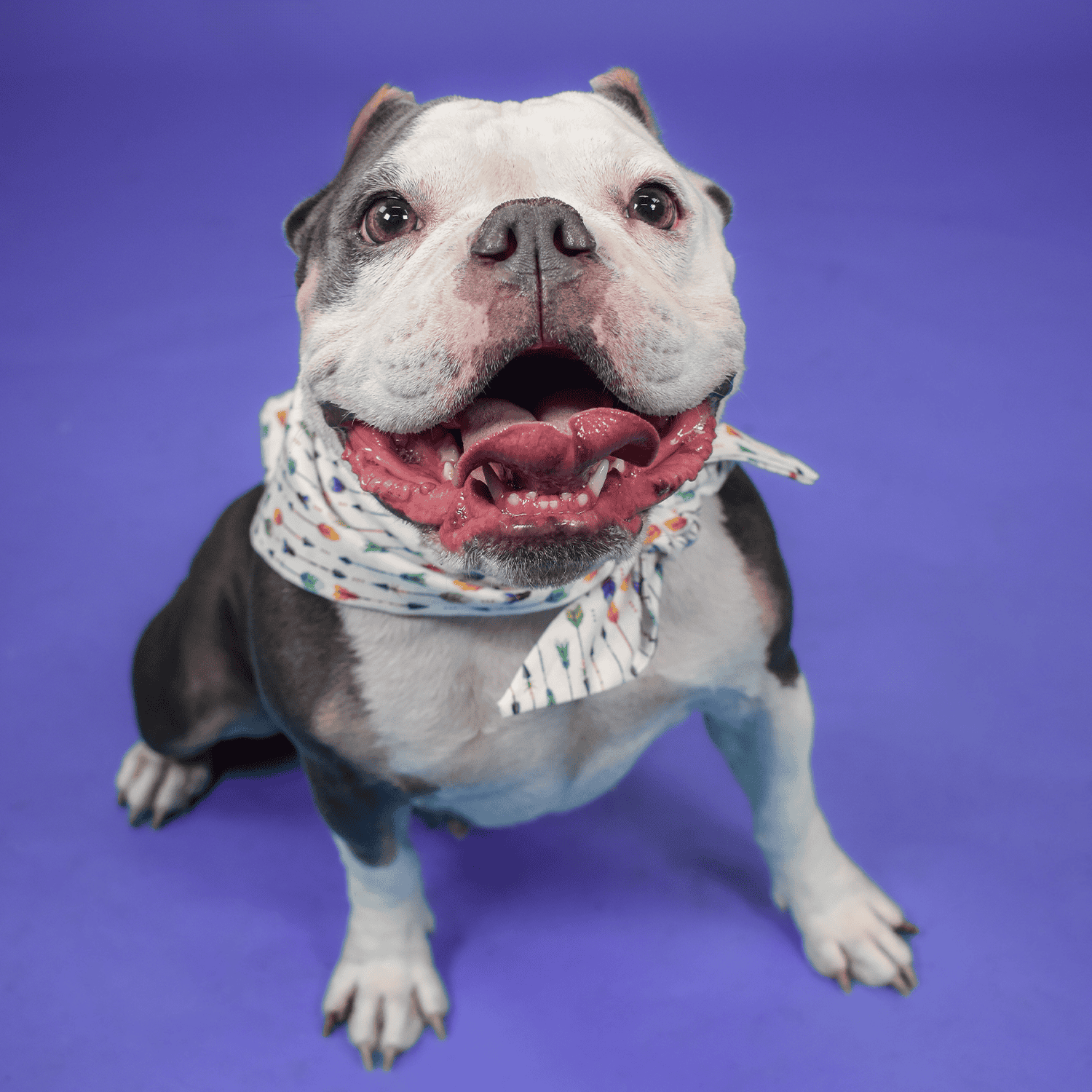Adorable Pit Bull wearing a colorful bandana, smiling with a joyful expression.