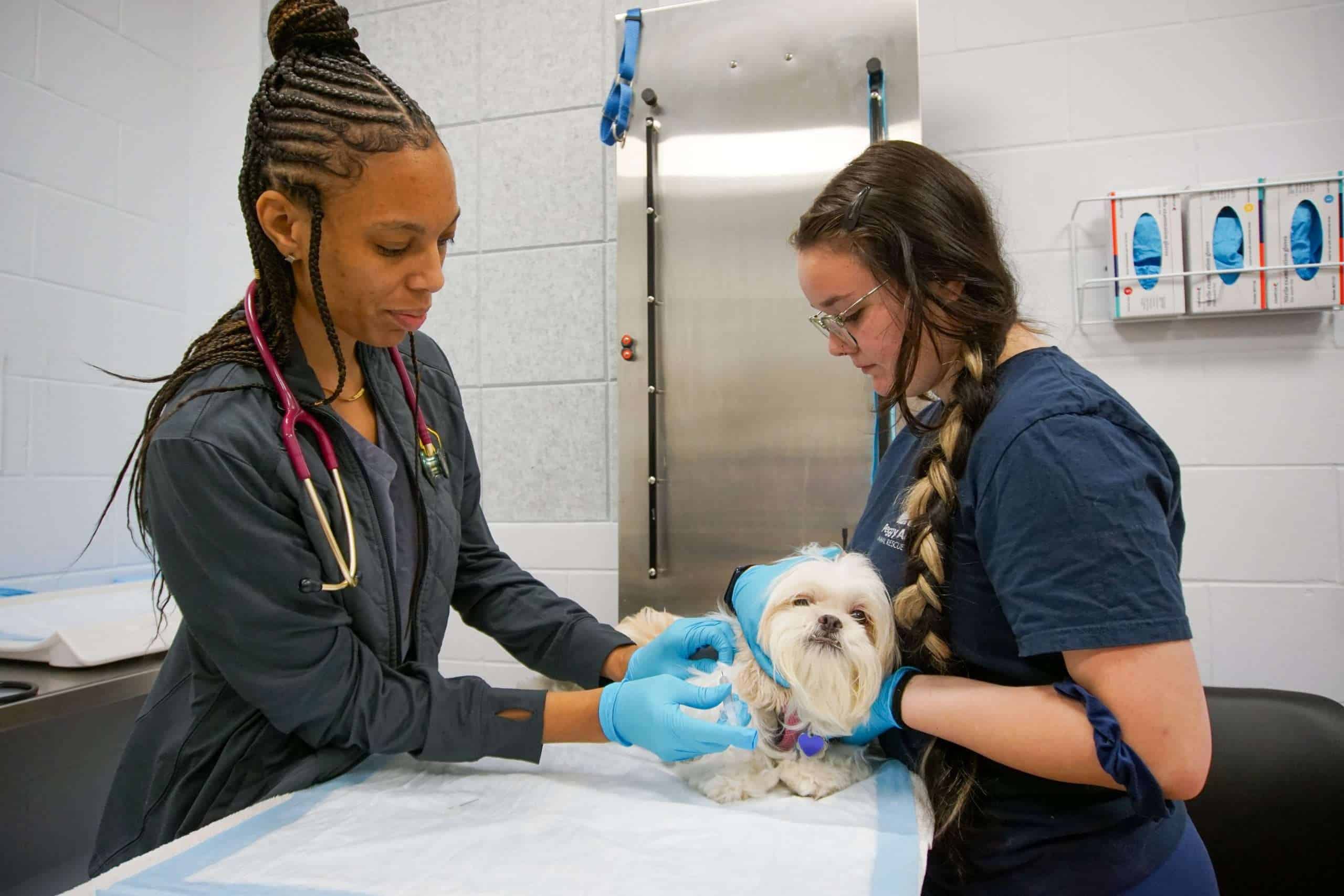 Veterinarian examining a small dog during a check-up at Peggy Adams Animal Hospital.
