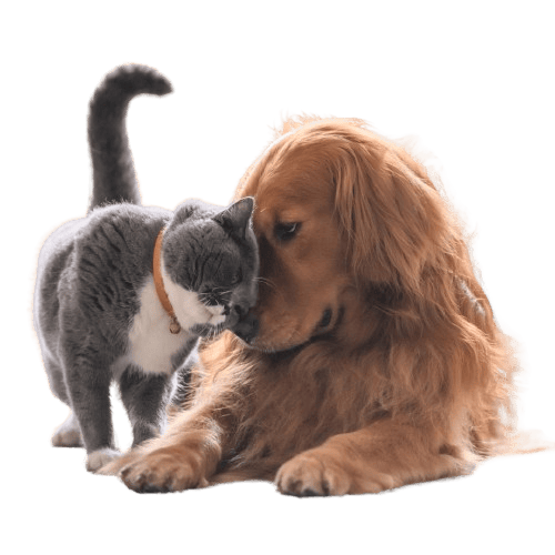 Adorable gray and white cat with a brown dog showing affection.