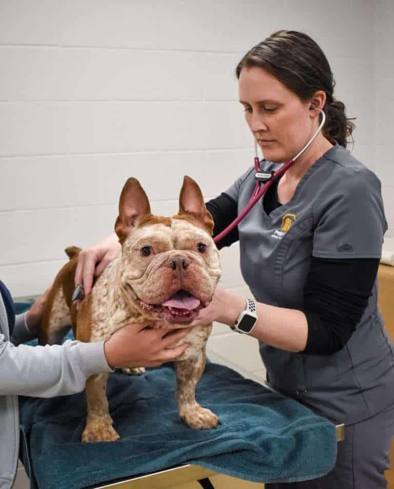 Perro recibiendo un examen veterinario con un estetoscopio.