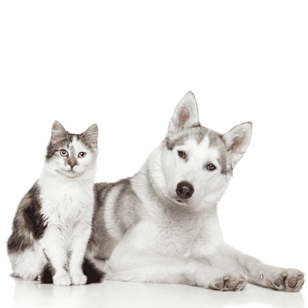 Adorable kitten and husky dog available for adoption at Peggy Adams.