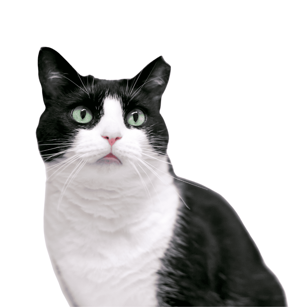 Black and white cat with striking green eyes, looking alert and curious.
