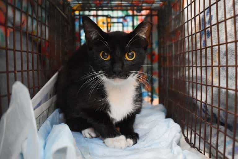 Gato blanco y negro adoptable en jaula de refugio, buscando un hogar amoroso.