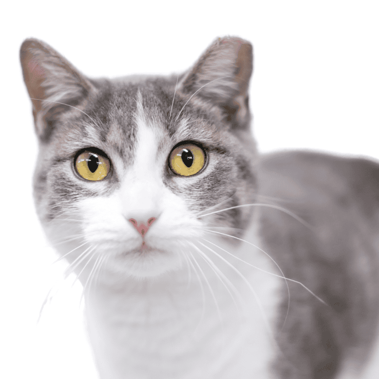 Adorable gato gris y blanco con ojos amarillos, retrato en primer plano.
