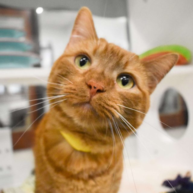 Orange tabby cat with green eyes looking up, in a shelter environment.