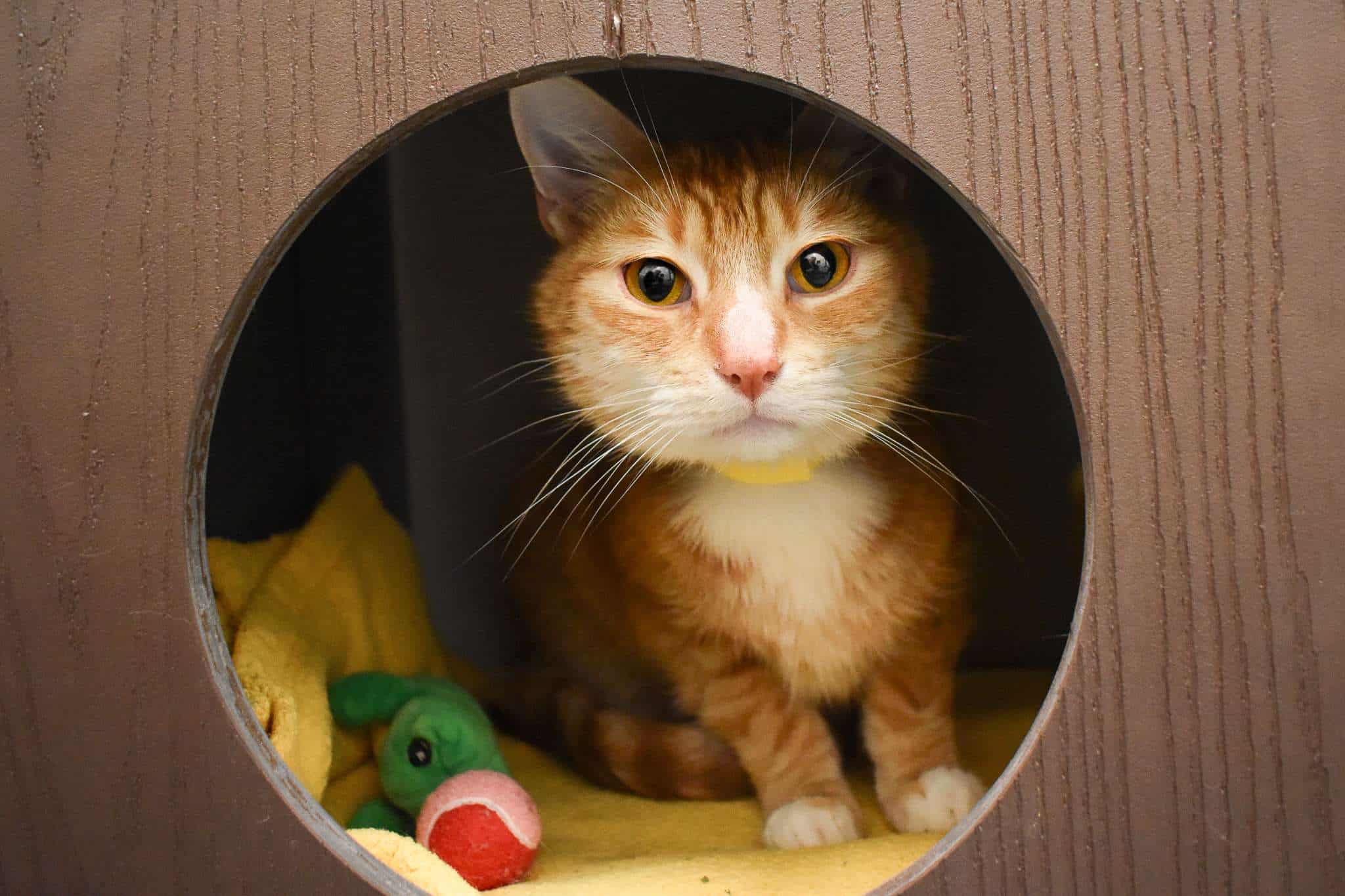 Adopta este adorable gato atigrado naranja disponible en Peggy Adams Animal Rescue.