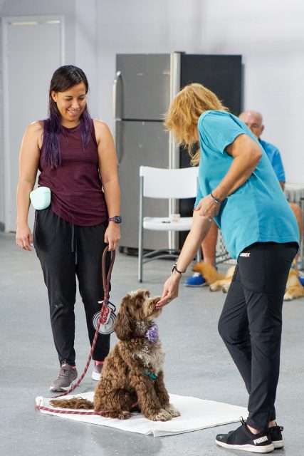 Woman training a brown dog in a pet training class at Peggy Adams.