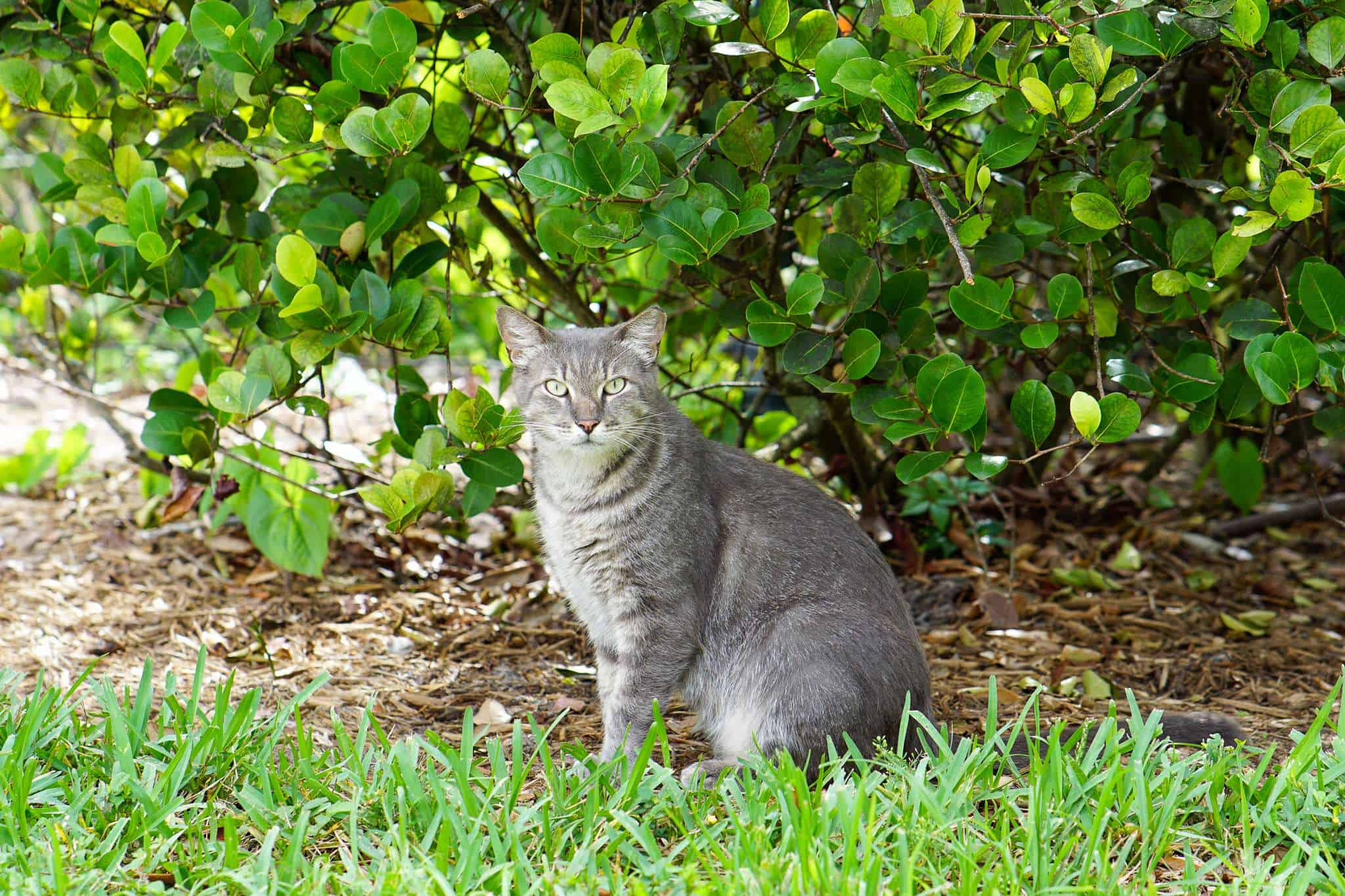 Gato gris adoptable sentado al aire libre entre exuberante vegetación.