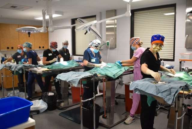 Equipo quirúrgico veterinario realizando un procedimiento en Peggy Adams Animal Rescue.