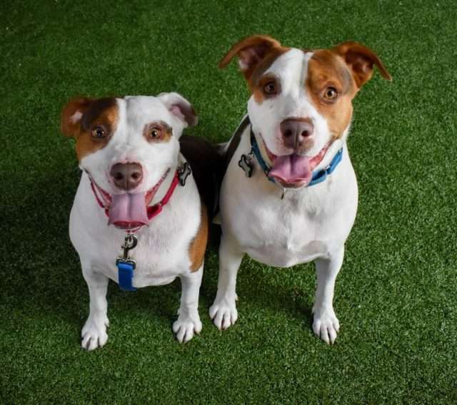 Dos perros alegres sentados en césped verde, mirando a la cámara con expresiones de felicidad.