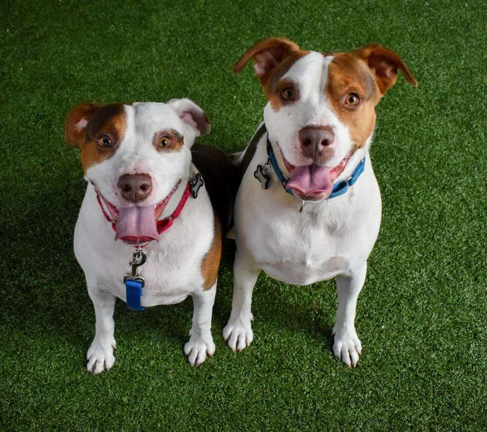 Two joyful dogs sitting on green grass, looking at the camera with happy expressions.