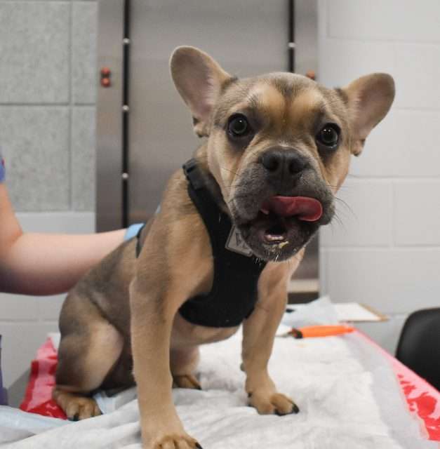Dog at veterinary clinic for checkup or treatment.