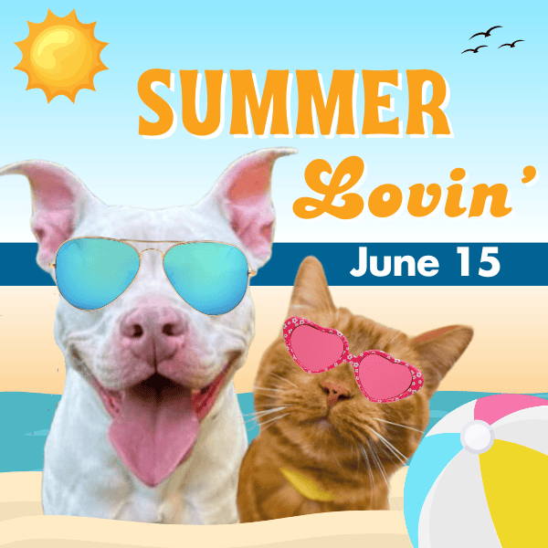 Happy dog and cat wearing sunglasses at the beach for summer event.