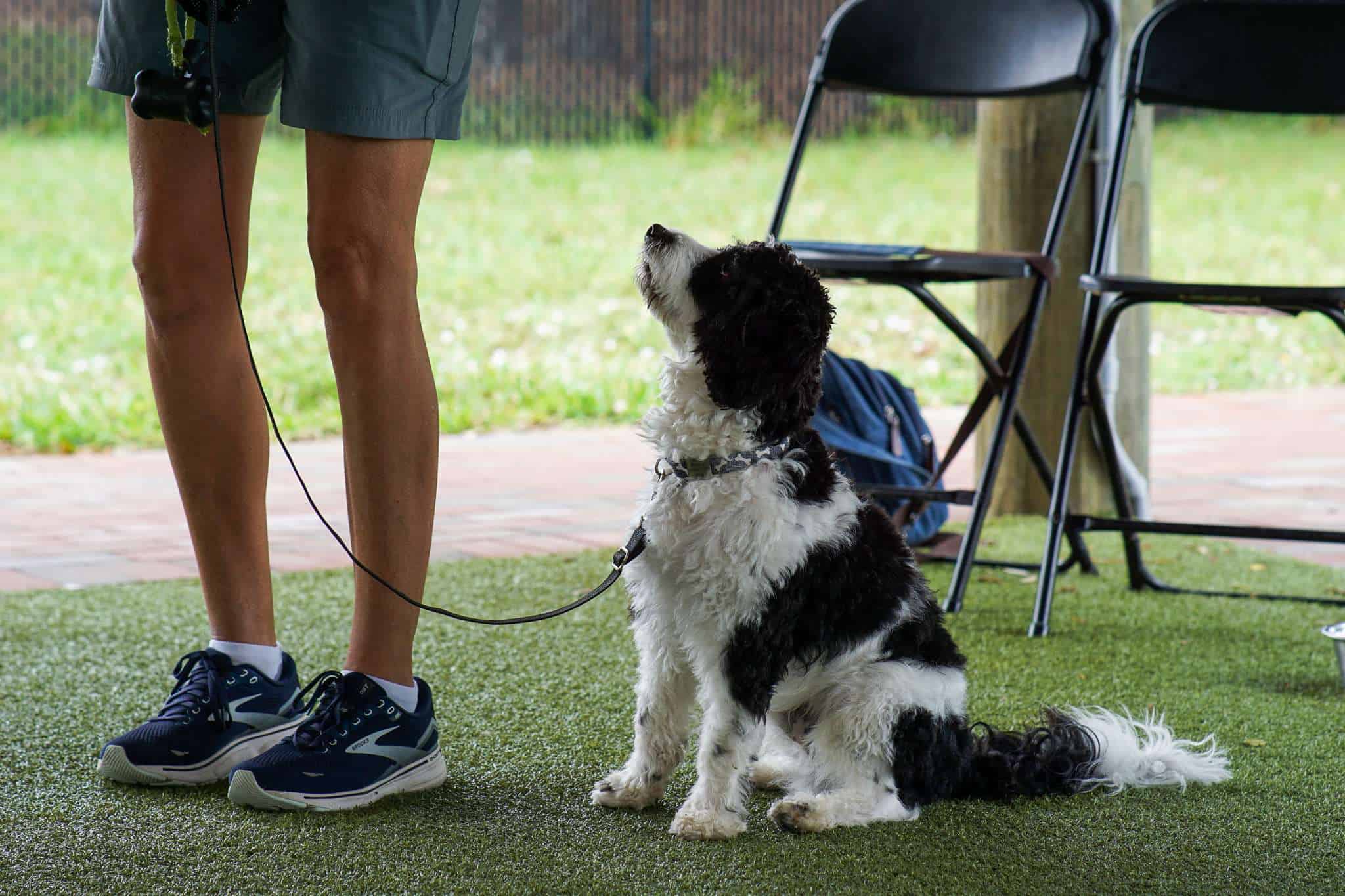 Perro sentado atentamente durante una sesión de entrenamiento en el refugio Peggy Adams.