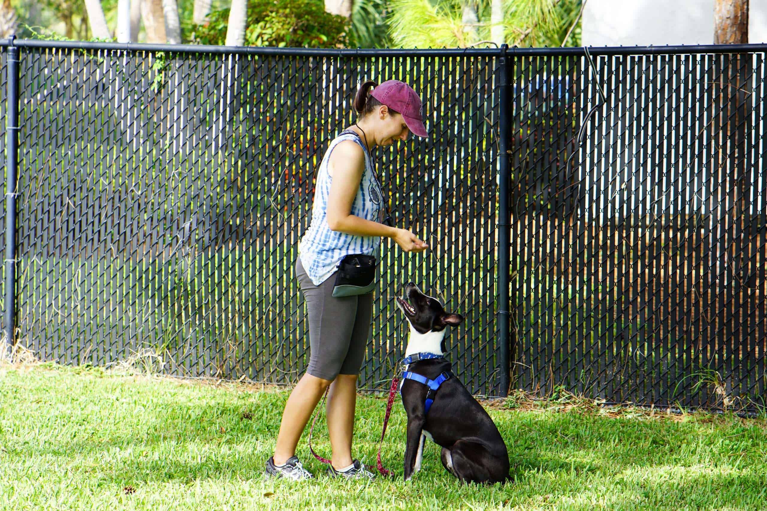 Mujer entrenando un perro blanco y negro al aire libre cerca de una valla negra.