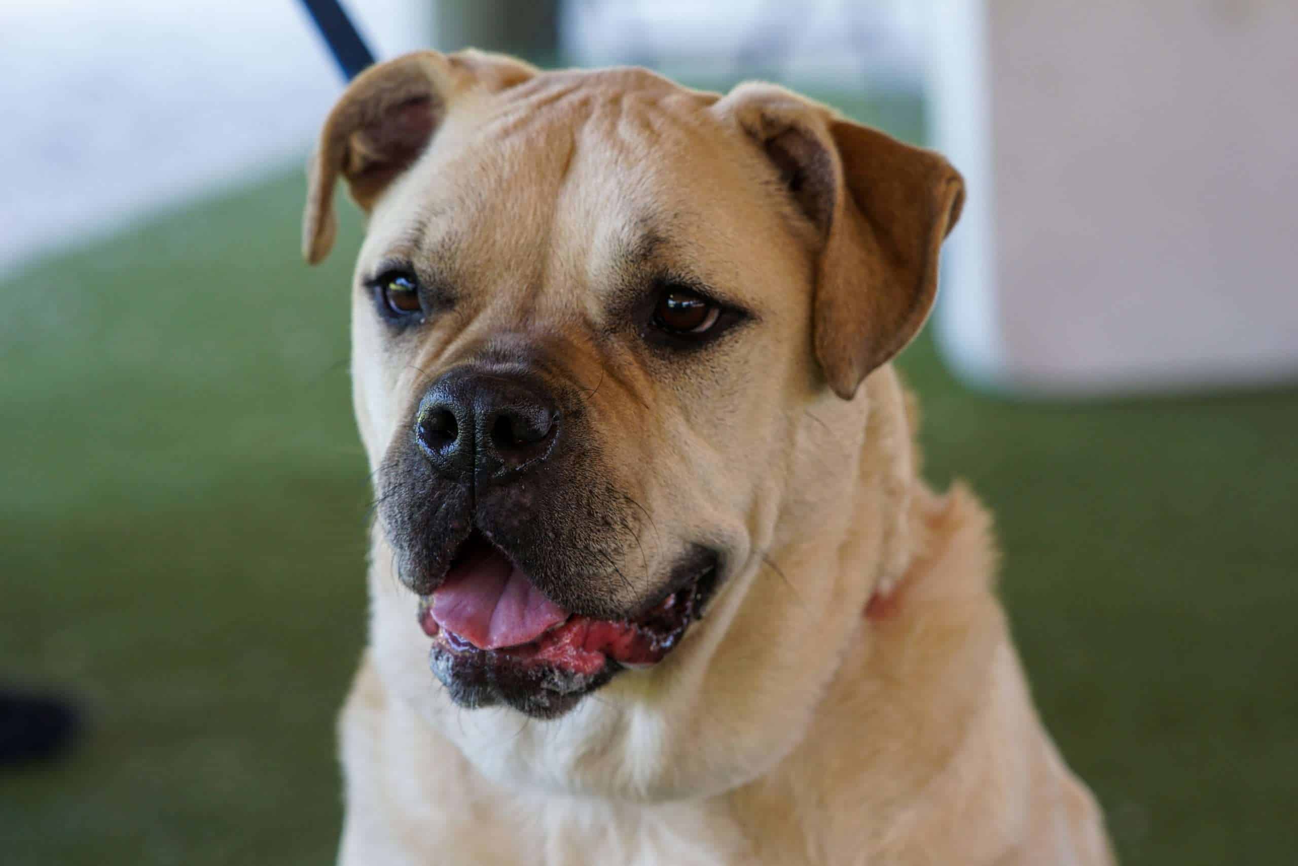 Dog at Peggy Adams Animal Rescue, friendly and adorable pet available for adoption.