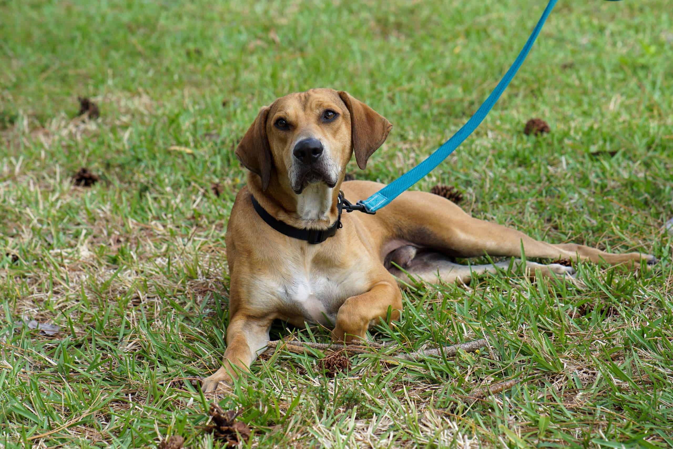 Dog on grass with a blue leash, looking at the camera.
