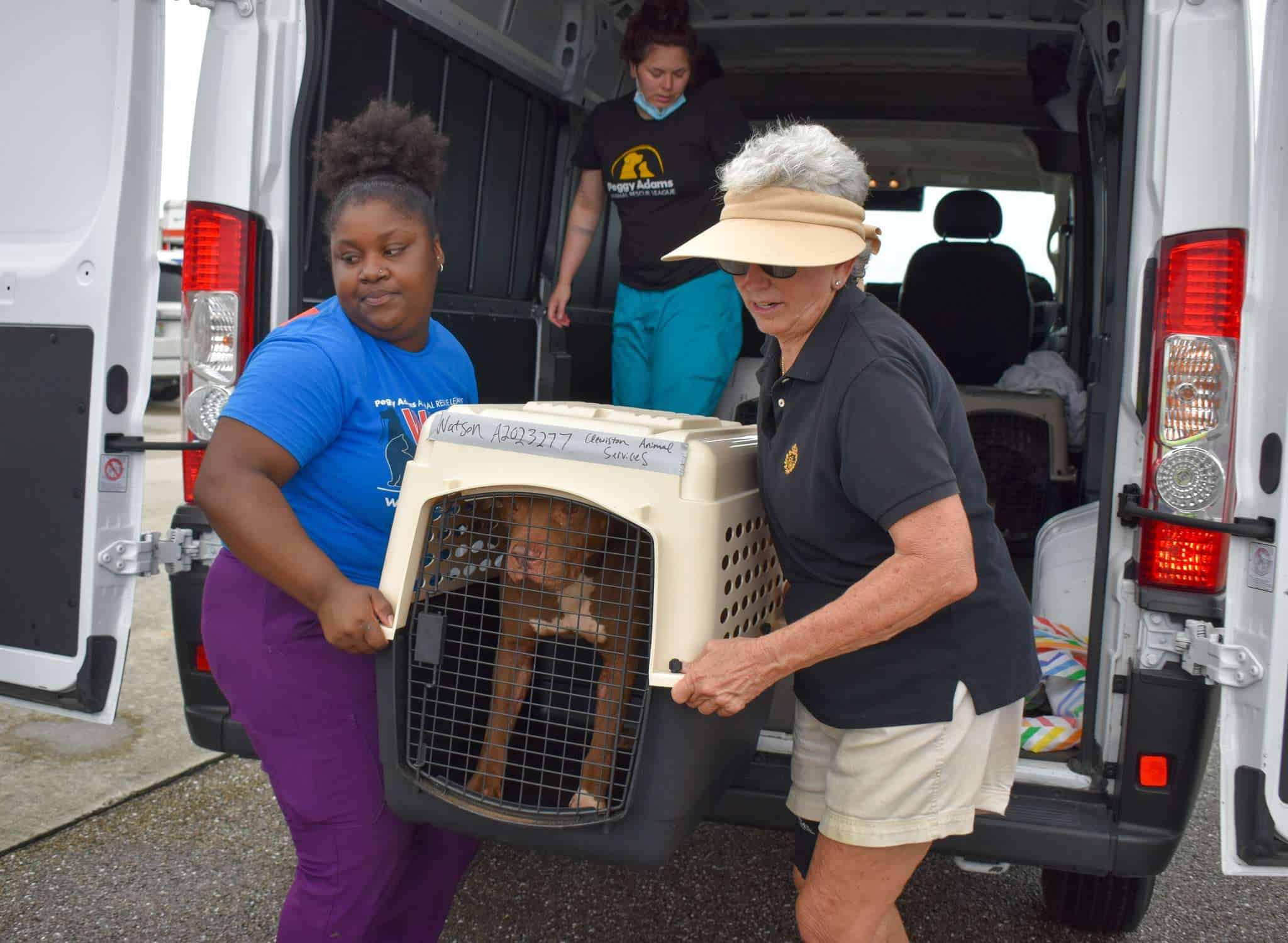 Equipo de rescate cargando un perro en un transportador en Peggy Adams Animal Rescue.