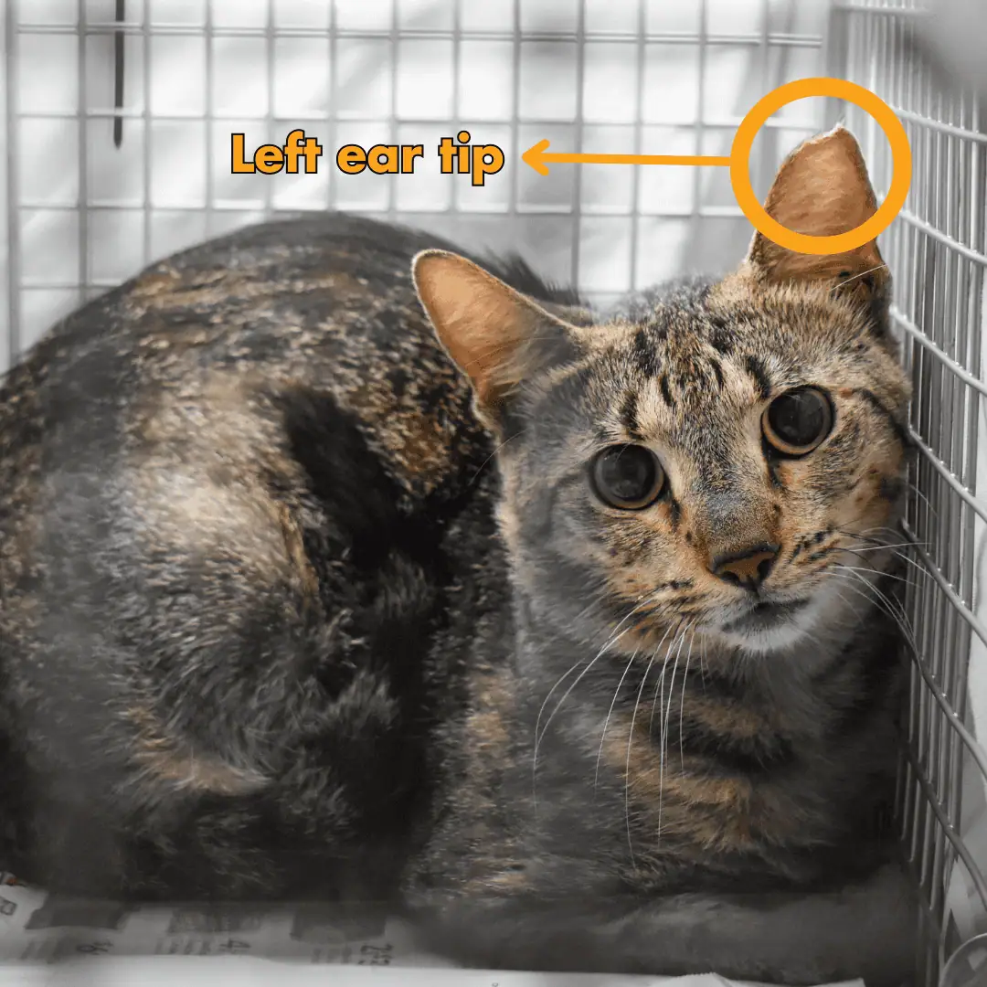 Gato con la punta de la oreja izquierda dañada en una jaula en Peggy Adams Animal Rescue.