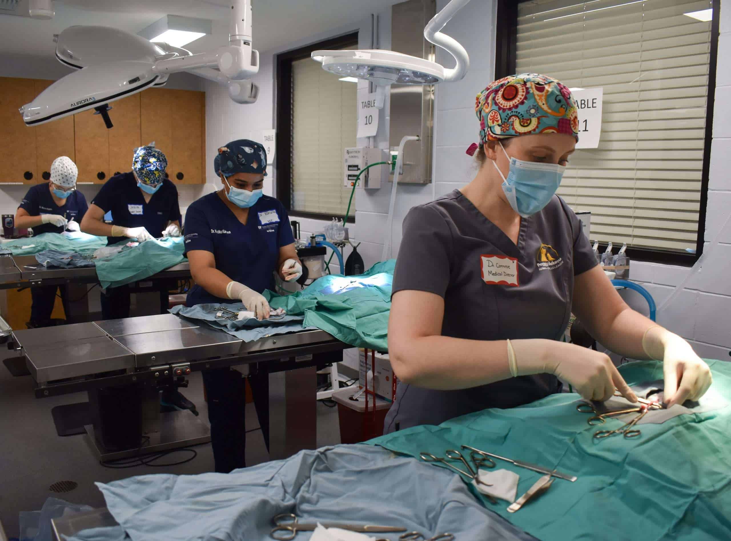 Equipo veterinario realizando cirugía en Peggy Adams Animal Rescue, enfocado en el cuidado animal y médico.