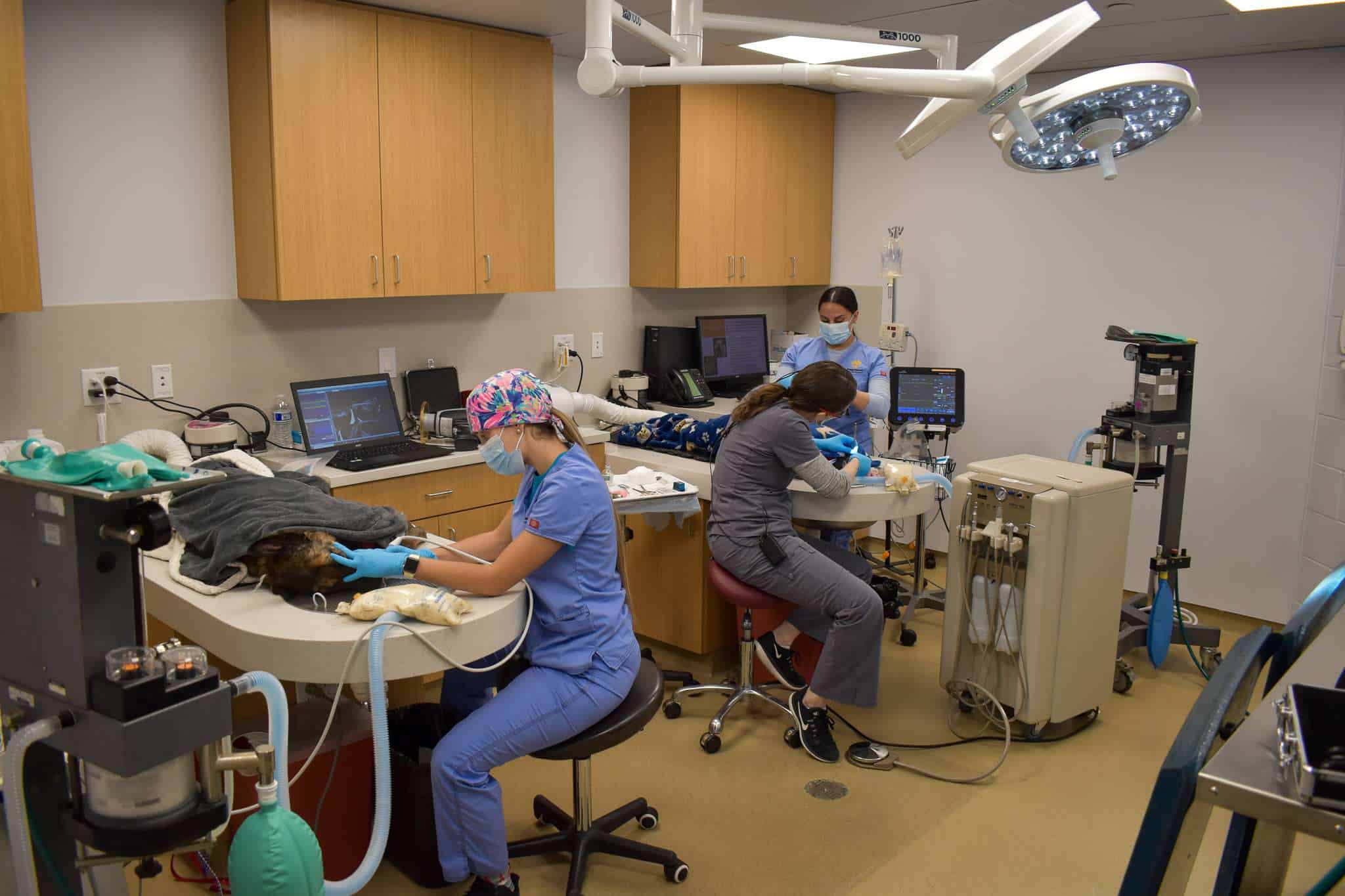 Equipo veterinario realizando un procedimiento médico en un hospital para animales bien equipado.