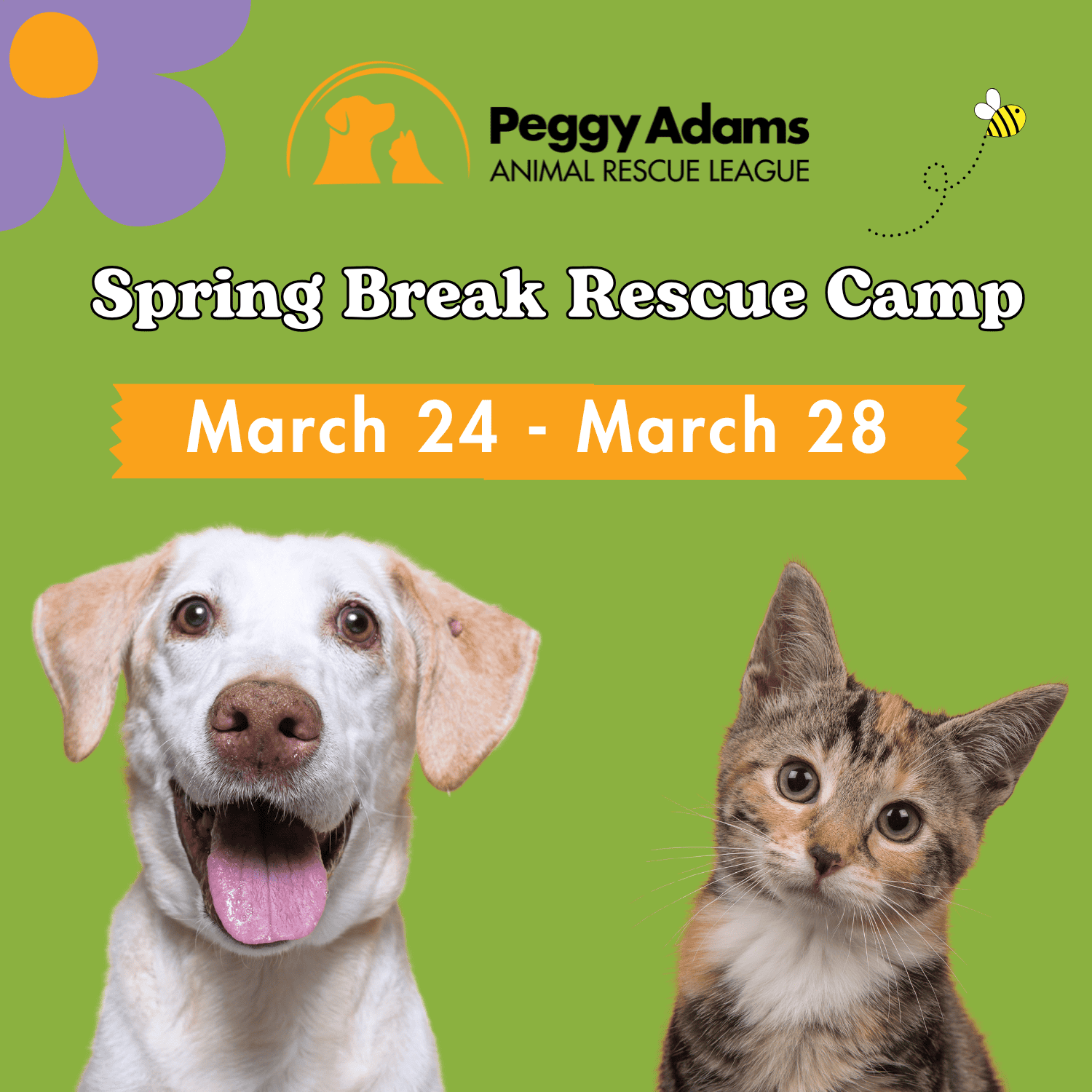 Adoptable dog and cat for Spring Break rescue camp event.