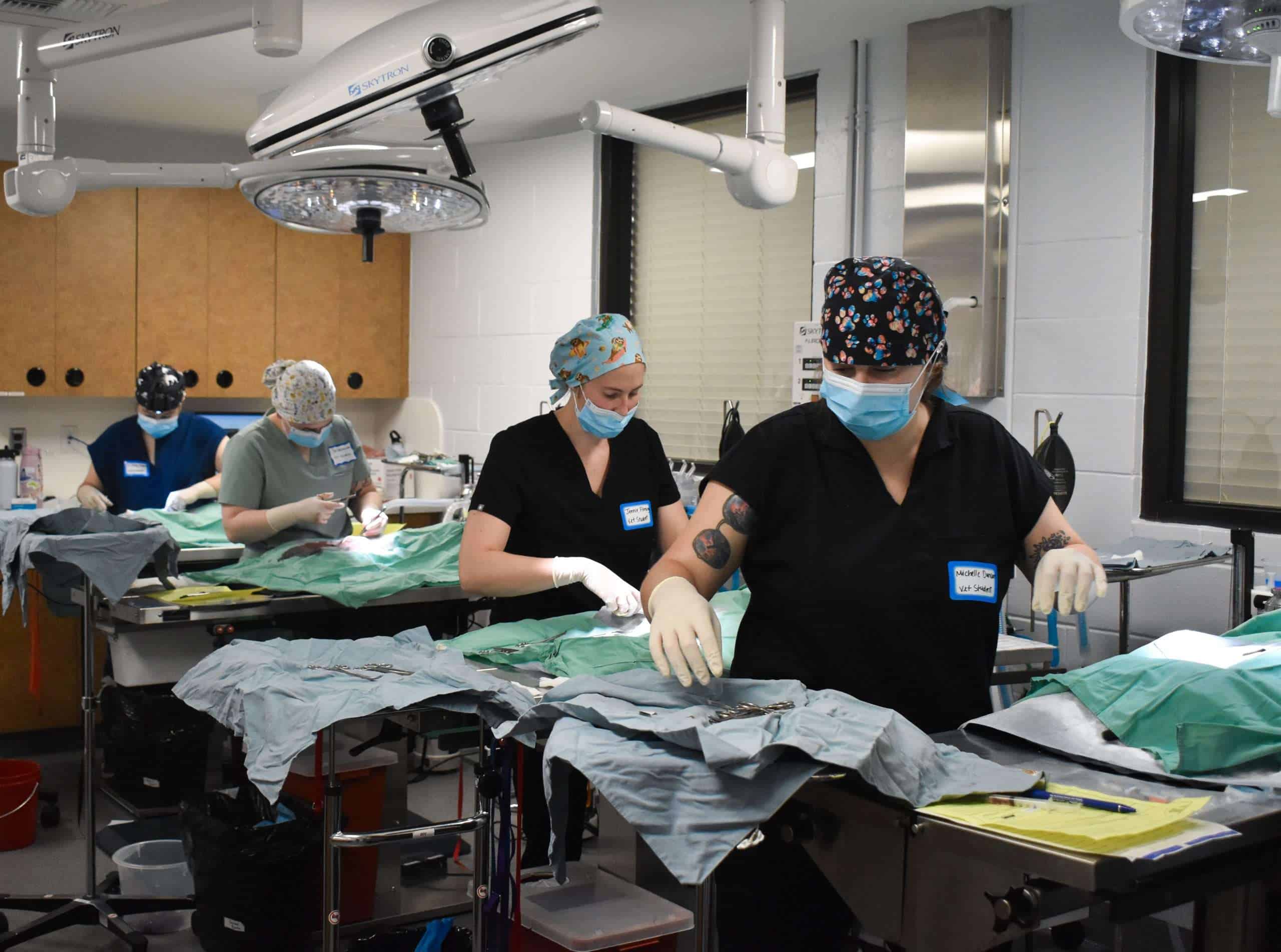 Equipo veterinario quirúrgico realizando un procedimiento en Peggy Adams Animal Rescue, garantizando la salud animal.
