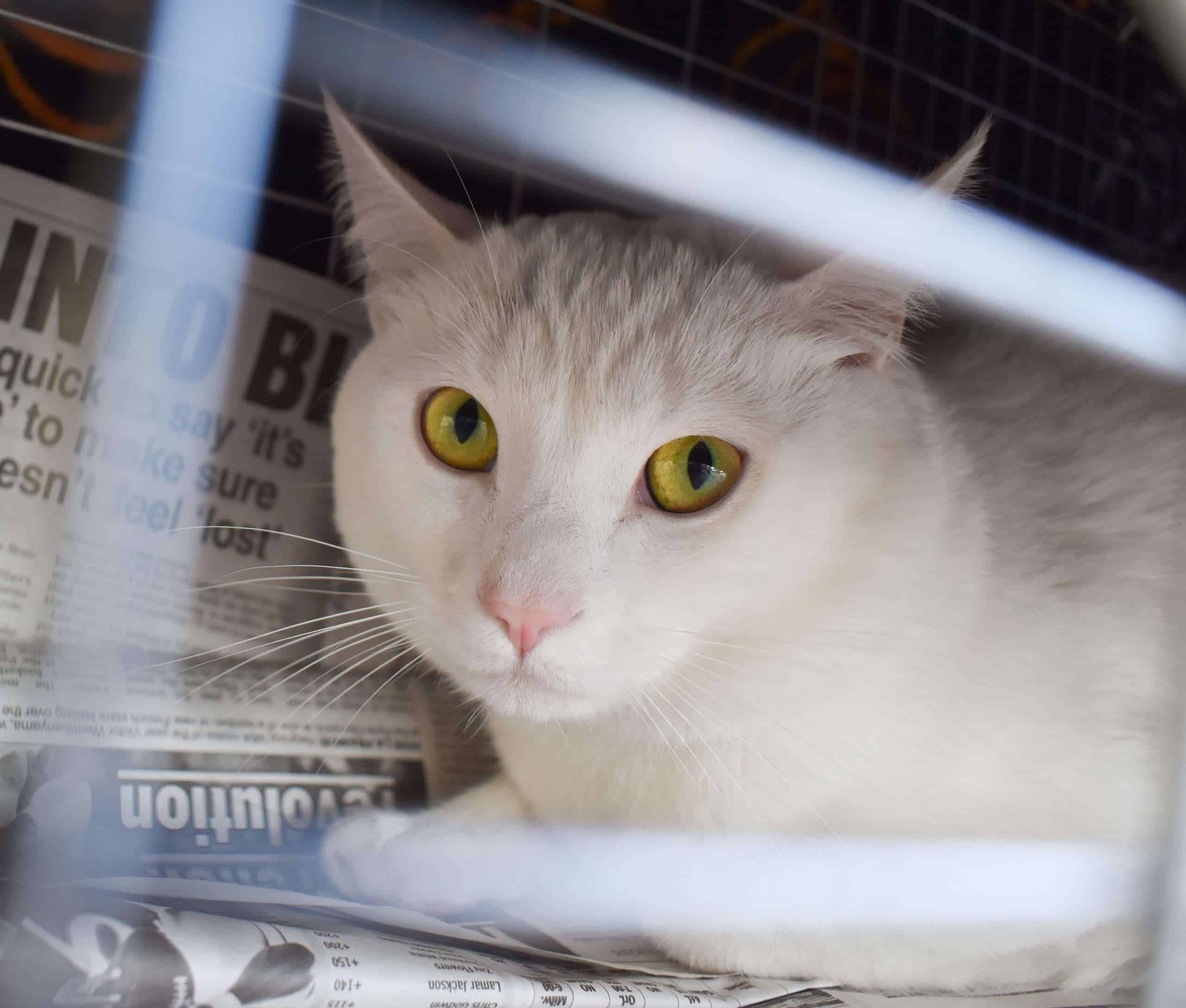 Adopta un gato cariñoso en Peggy Adams Animal Rescue, busca un hogar lleno de amor.