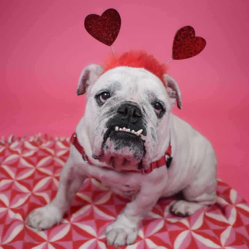 Adorable bulldog con una diadema roja con decoraciones de corazón para el Día de San Valentín.